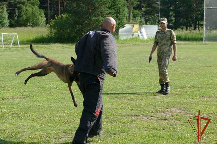 Кинологи Росгвардии в Томской области отмечают 115 лет со дня образования службы