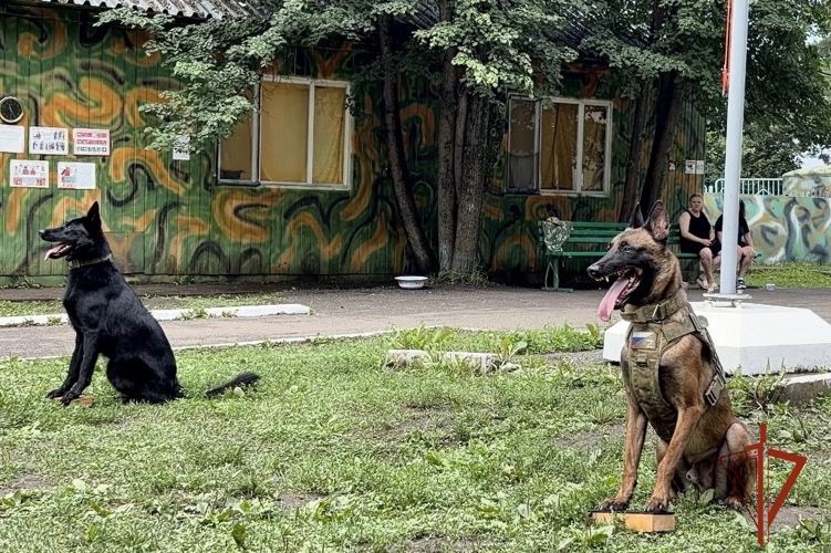 В год 10-летия Росгвардии военнослужащие рассказали школьникам о героических страницах ведомства и профессии кинолога (видео)